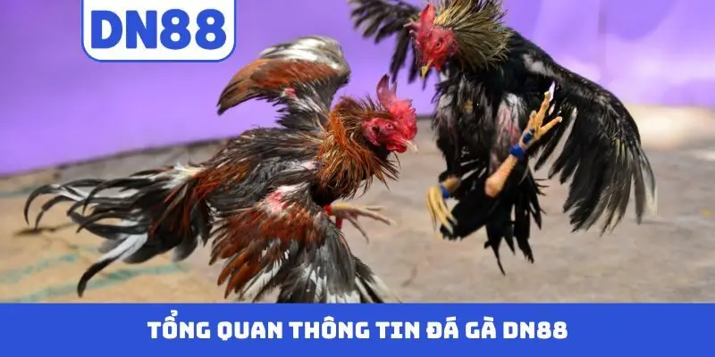 Tổng quan thông tin đá gà DN88